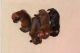 Miniature Dachshund Puppies for sale in Conifer, CO 80433, USA. price: NA