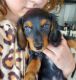 Miniature Dachshund Puppies for sale in Dent, MN 56528, USA. price: $1,100