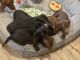Miniature Dachshund Puppies for sale in Clovis, NM 88101, USA. price: NA