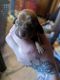 Miniature Dachshund Puppies for sale in Burns, TN, USA. price: NA