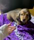 Miniature Dachshund Puppies for sale in Dover, OH, USA. price: NA