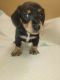 Miniature Dachshund Puppies for sale in Chattanooga, TN, USA. price: $650