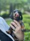 Miniature Dachshund Puppies for sale in Atlanta, GA, USA. price: $600