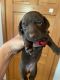 Miniature Dachshund Puppies for sale in Plymouth, MA, USA. price: NA