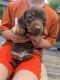 Miniature Dachshund Puppies for sale in Burns, TN, USA. price: $650