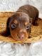 Miniature Dachshund Puppies for sale in Gadsden, AL, USA. price: NA