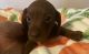 Miniature Dachshund Puppies for sale in Perris, CA, USA. price: $1,200