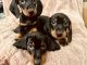 Miniature Dachshund Puppies for sale in Lakeland, FL 33809, USA. price: NA