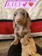 Miniature Dachshund Puppies for sale in Austell, GA, USA. price: $2,000