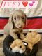 Miniature Dachshund Puppies for sale in Austell, GA, USA. price: NA