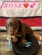 Miniature Dachshund Puppies for sale in Austell, GA, USA. price: $1,800