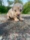 Miniature Dachshund Puppies for sale in Fostoria, OH 44830, USA. price: $1,000