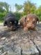 Miniature Dachshund Puppies for sale in Fostoria, OH 44830, USA. price: $800