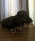 Miniature Dachshund Puppies for sale in Sacramento, CA, USA. price: NA