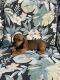 Miniature Dachshund Puppies for sale in Gibsonia, PA 15044, USA. price: NA