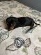 Miniature Dachshund Puppies for sale in 46307 Arizona St, Crown Point, IN 46307, USA. price: NA