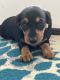 Miniature Dachshund Puppies for sale in Branson, MO 65616, USA. price: NA