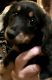 Miniature Dachshund Puppies for sale in Lawrence, KS, USA. price: NA