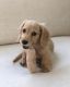 Miniature Dachshund Puppies for sale in San Antonio, TX, USA. price: $750