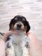 Miniature Dachshund Puppies for sale in Leoma, TN 38468, USA. price: NA