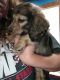 Miniature Dachshund Puppies for sale in Bay City, MI, USA. price: $2,800