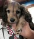 Miniature Dachshund Puppies for sale in Bay City, MI, USA. price: $3,000