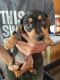 Miniature Dachshund Puppies for sale in Hillsboro, OR, USA. price: $500