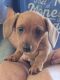 Miniature Dachshund Puppies for sale in Hillsboro, OR, USA. price: $500