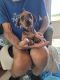 Miniature Dachshund Puppies for sale in Hillsboro, OR, USA. price: $600