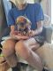 Miniature Dachshund Puppies for sale in Hillsboro, OR, USA. price: $700