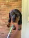 Miniature Dachshund Puppies for sale in Brookhaven, MS 39601, USA. price: $850