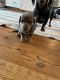 Miniature Dachshund Puppies for sale in Cave City, AR 72521, USA. price: NA