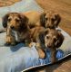 Miniature Dachshund Puppies for sale in Clifton, OH 45316, USA. price: $1,000