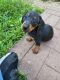 Miniature Dachshund Puppies for sale in Belleview, MO 63623, USA. price: $1,500