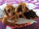 Miniature Dachshund Puppies for sale in Tallahassee, FL, USA. price: $1,200