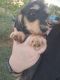 Miniature Dachshund Puppies for sale in Clarksville, AR 72830, USA. price: $700