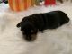 Miniature Dachshund Puppies for sale in Lucedale, MS 39452, USA. price: $600