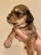 Miniature Dachshund Puppies for sale in Madison, GA 30650, USA. price: $1,500