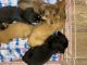 Miniature Dachshund Puppies for sale in Brooksville, FL 34601, USA. price: $1,100