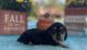 Miniature Dachshund Puppies for sale in Augusta, GA, USA. price: NA