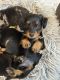 Miniature Dachshund Puppies for sale in Appleton, WI, USA. price: $1,500