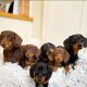 Miniature Dachshund Puppies for sale in New York, NY, USA. price: $500