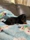 Miniature Dachshund Puppies for sale in Taylorsville, NC 28681, USA. price: $1,100