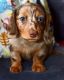 Miniature Dachshund Puppies for sale in Northern Virginia, VA, USA. price: $930