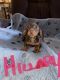 Miniature Dachshund Puppies for sale in Modesto, CA, USA. price: $2,200