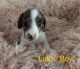 Miniature Dachshund Puppies for sale in Roxboro, NC, USA. price: $1,050