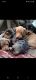Miniature Dachshund Puppies for sale in Granton, WI 54436, USA. price: $2,000
