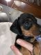 Miniature Dachshund Puppies for sale in Ellenboro, WV 26346, USA. price: $600
