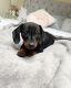 Miniature Dachshund Puppies for sale in Los Angeles, CA, USA. price: $850
