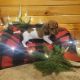 Miniature Dachshund Puppies for sale in WI-29, Withee, WI, USA. price: $900